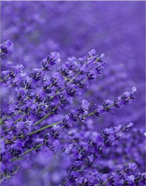 1765998422771442.png 薰衣草.png