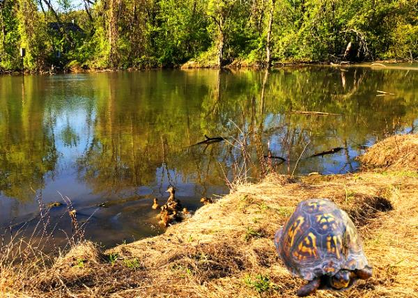 2020-05-13_Pond @ Windlestrae Park-10002.jpg