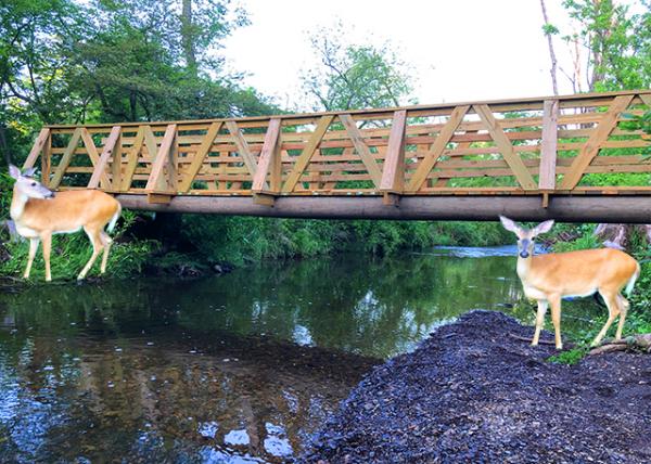 2020-06-06_Bridige over Little Neshaminy Creek-10001.jpg