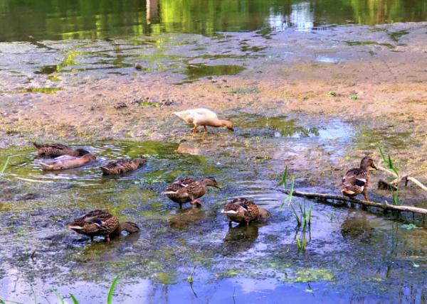 2020-06-21_Female Mallards-10001.JPG