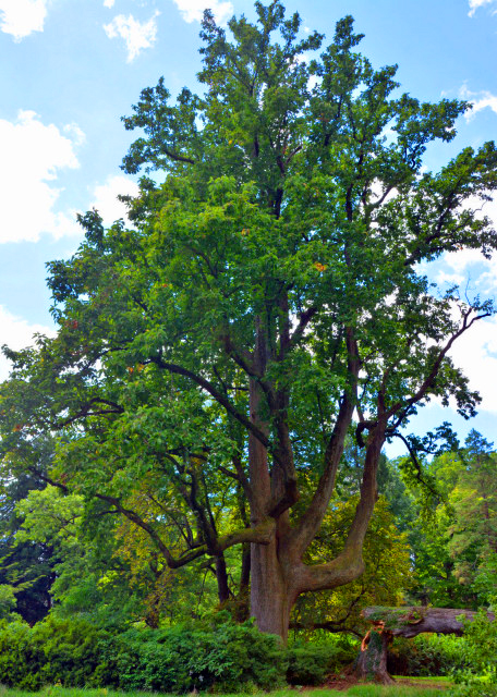 2020-08-30_Great Lawn-40001.JPG