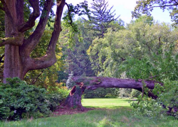 2020-08-30_Great Lawn-10001.JPG