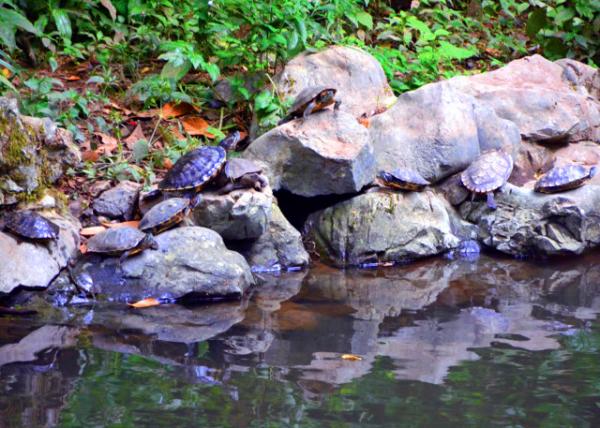 2019-07-22_Cold Spring Brook-20001.JPG