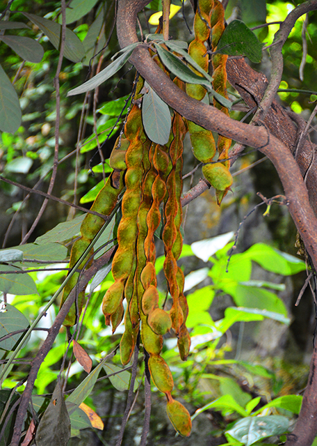 2019-07-22_Velvet Beans �趹-20001.JPG