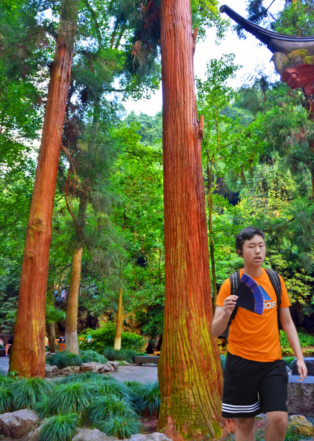 2019-07-22_Towering Old Trees-10001.jpg