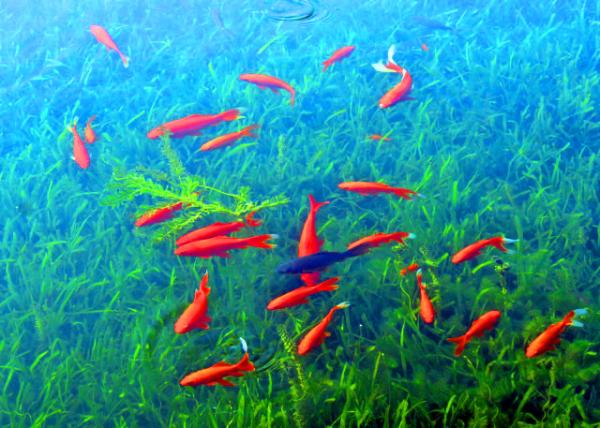 2019-07-22_Red Carp Pool of Viewing Fish @ Flower Harbor-10001.JPG