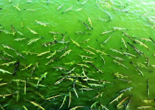 2019-07-22_Red Carp Pool of Viewing Fish @ Flower Harbor-60001.JPG