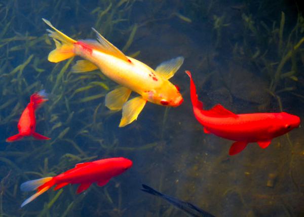 2019-07-22_Red Carp-20001.JPG