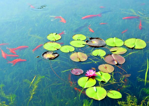 2019-07-22_Pygmy Water-Lilies-130001.JPG