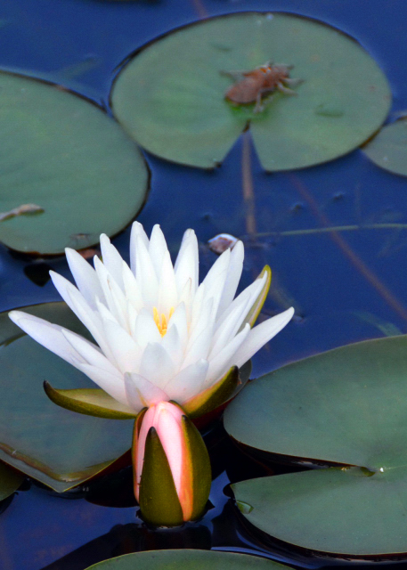 2019-07-22_Pygmy Water-Lily-60001.JPG