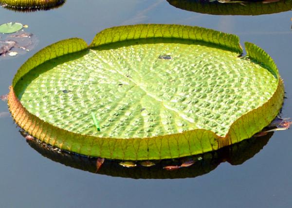 2019-07-22_Pygmy Water-Lily-70001.JPG