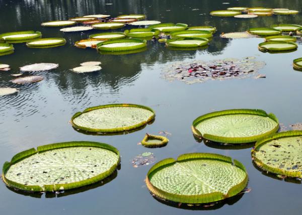 2019-07-22_Leaves of Santa Cruz Water-Lilies-120001.JPG