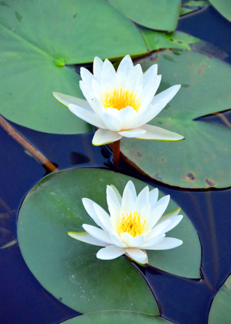 2019-07-22_Pygmy Water-Lilies-30001.JPG