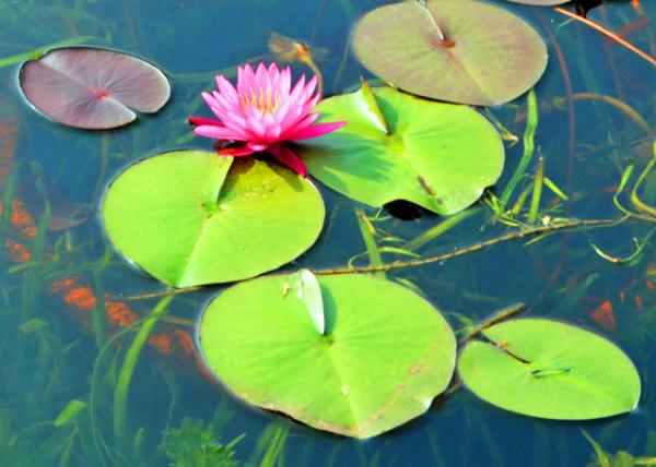 2019-07-22_Pygmy Water-Lily-40001.JPG