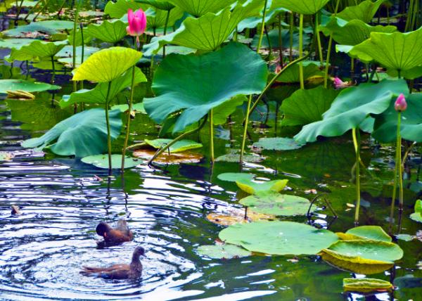 2019-07-23_Mandarin Duck-10001.JPG