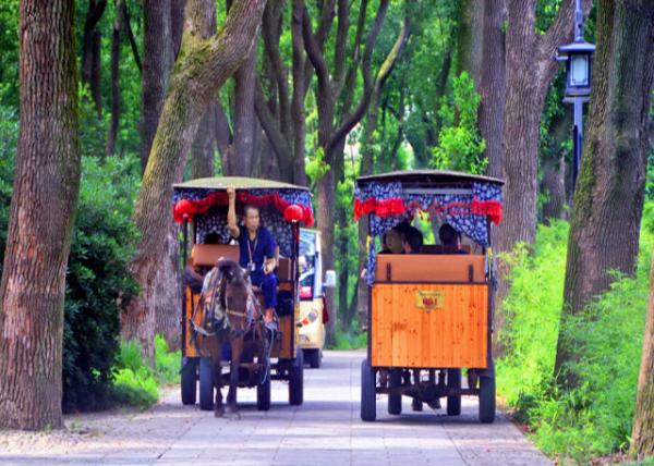 2019-07-24_Carriage on Tree-Lined Promenade0001.JPG