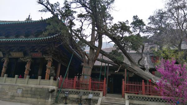 0197周柏 , 距 今 逾 三 千 年.jpg