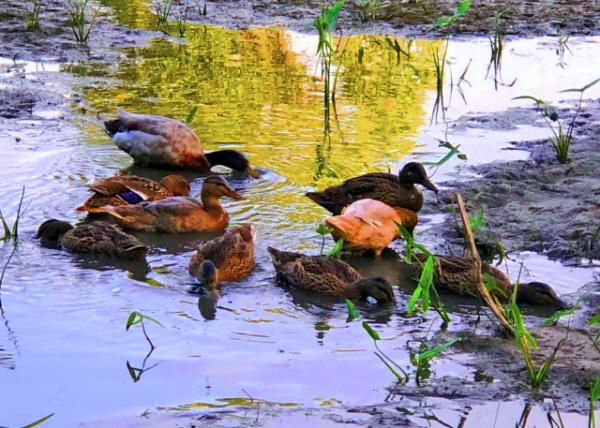 2020-06-16_Ducklings СѼ-40001.JPG