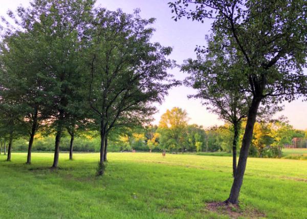 2020-05-31_Field @ Windlestrae Park ��ݹ�԰0001.JPG