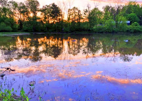 2020-05-30_Pond @ Windlestrae Park0001.JPG