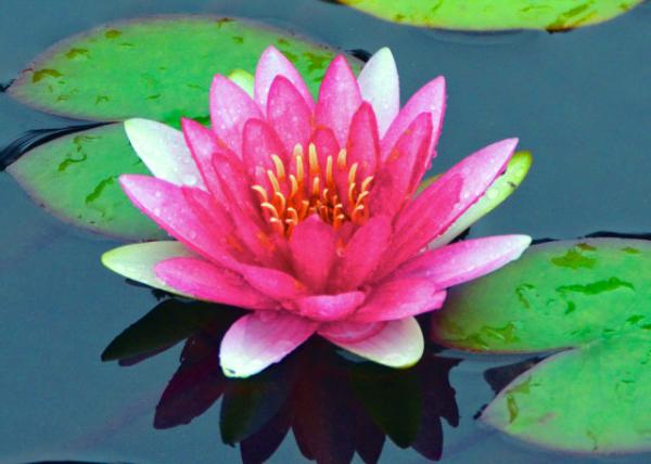 2018-08-18_Sun Town Hotspring Resort_Lotus-20001.JPG