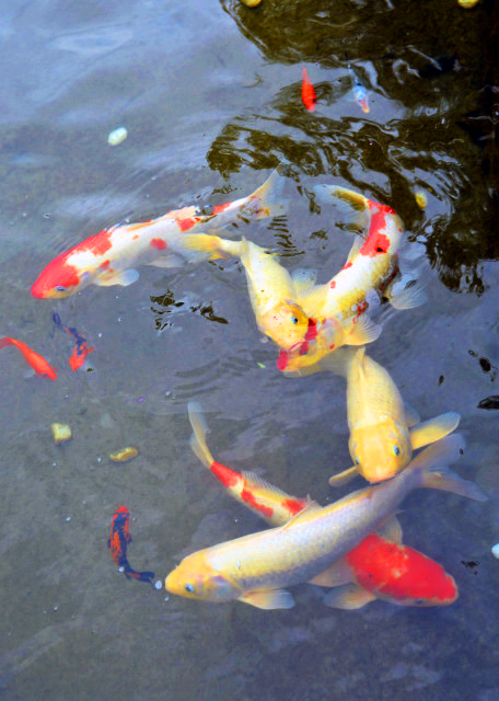 2018-08-18_Qianmen Sanli River_Pond0001.JPG