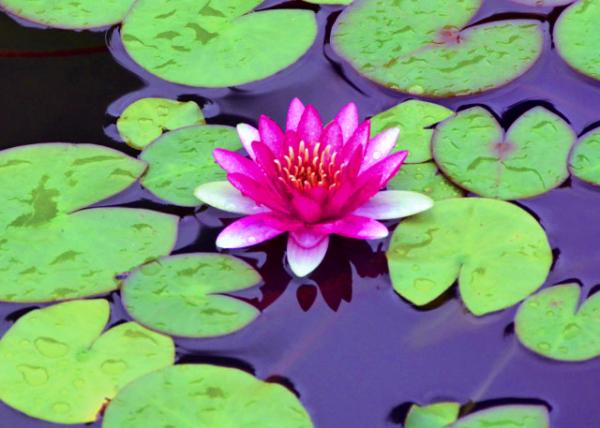 2018-08-18_Sun Town Hotspring Resort_Lotus-10001.JPG