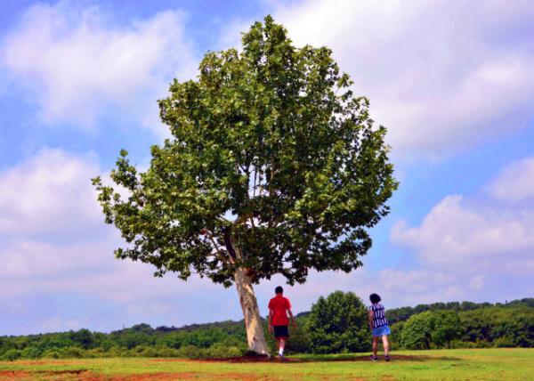 2018-08-20_Nanjing Sport Institute_Famous Tree-20001.JPG