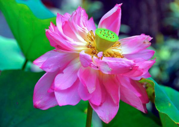 2018-08-20_Spirit Valley Temple_Lotus0001.JPG