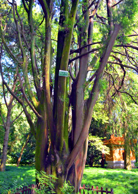 2018-08-20_Chinese Weeping Cypress0001.JPG
