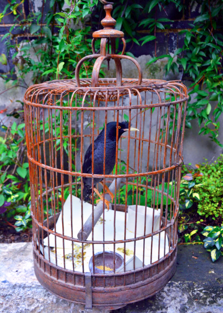 2018-08-19_Flower Trace Hotel_Passerine Bird0001.JPG