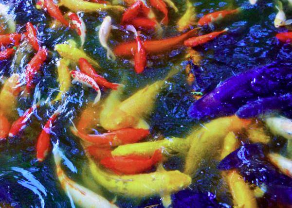 2018-08-22_Yu Garden_Gold Fish in the Lotus Pond-10001.JPG