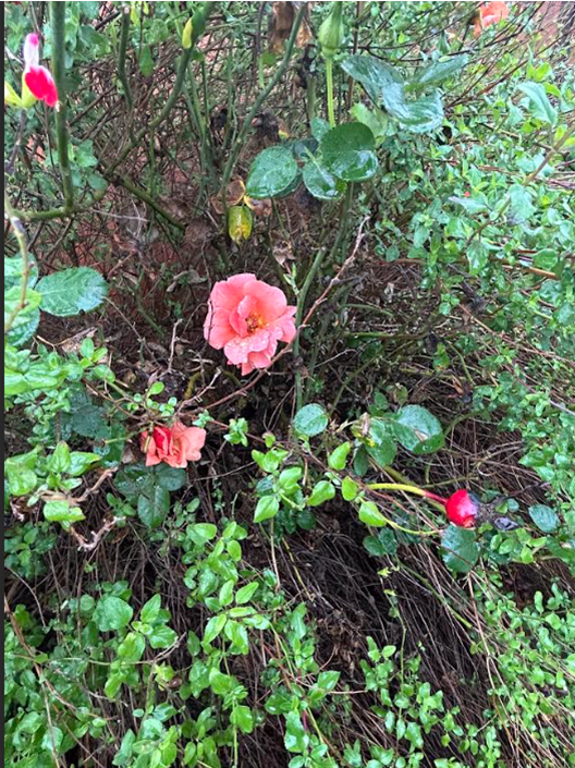 1767318079491449.png image.png