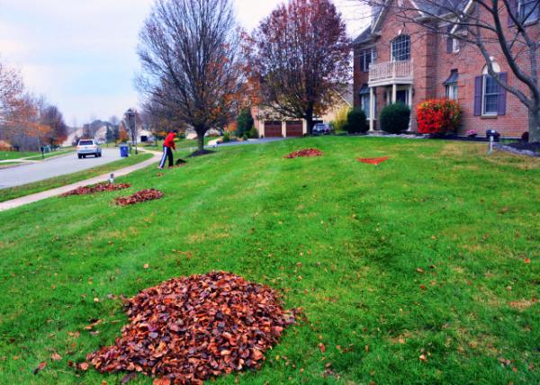 2016-11-25_Raking Leaves-10001.JPG