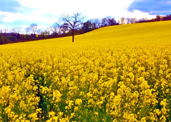 2020-05-12_Canola Field-30001.JPG
