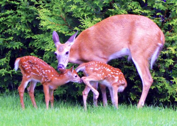 2020-06-03_Mom Deer & Fawn ĸ��170001.JPG