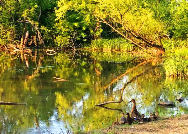 2020-05-26._Pond @ Windlestrae Park-30001.JPG