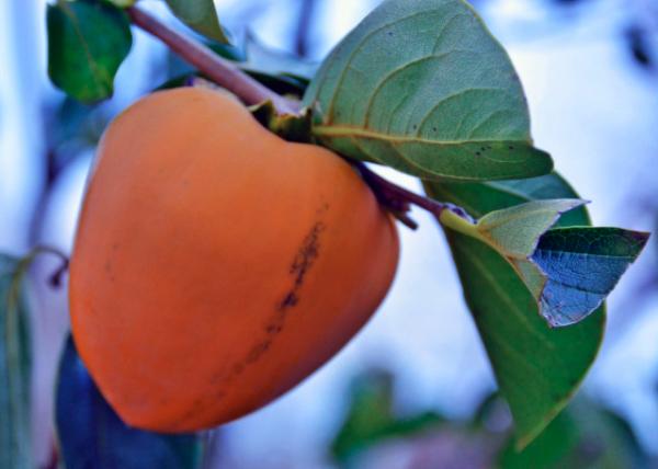 2015-10-31_Hachiya Persimmon �˽�����0001.JPG
