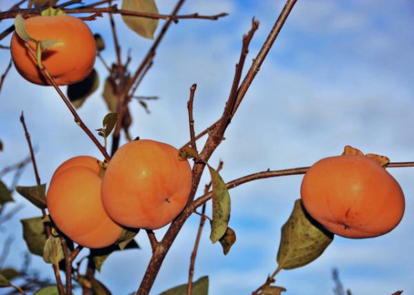 2015-10-31_Jiro Persimmon ����ʯ��-20001.JPG