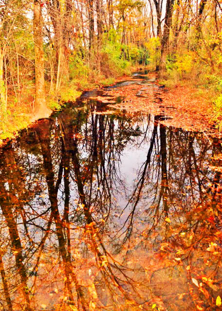 1767453423135753.jpg 2015-10-20_Little Neshaminy Creek-10001.JPG
