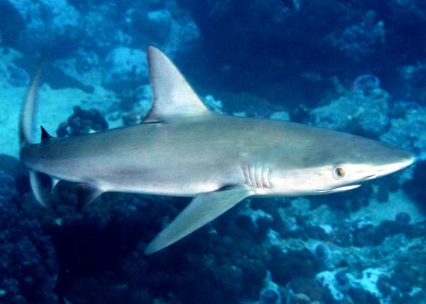 Silvertip Shark �ױ�����0001.JPG
