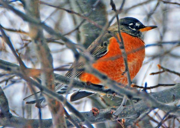 2016-01-23_Bird_Robin ֪����-30001.JPG