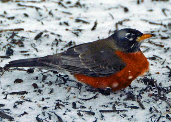 2016-01-23_Bird-50001.JPG