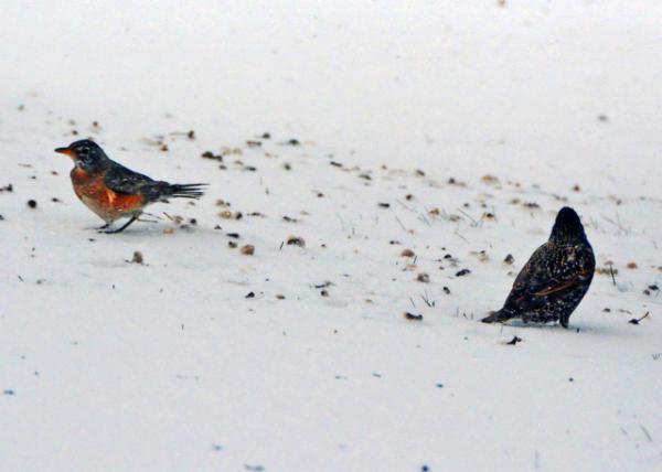 2016-01-23_Bird-20001.JPG