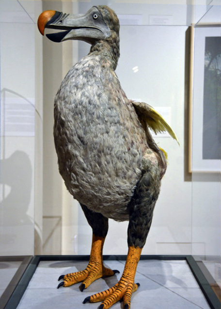 2016-03-10_Berman Museum of Art_Rare Bird ϡ����-30001.JPG