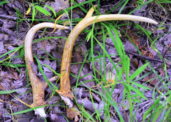 2016-08-27_Wild Survival_Scavenger Hunt_Antlers ¹��0001.JPG