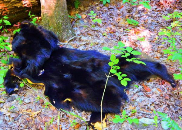 2016-08-27_Wild Survival_Scavenger Hunt_Black Bear ����0001.JPG