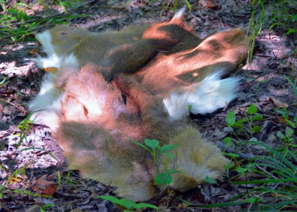 2016-08-27_Wild Survival_Scavenger Hunt_Deer Pelt ¹Ƥ0001.JPG