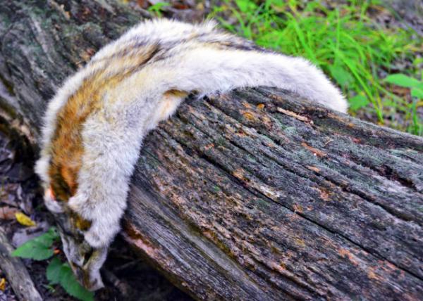 2016-08-27_Wild Survival_Scavenger Hunt_Grey Fox Fur �Һ���Ƥ0001.JPG