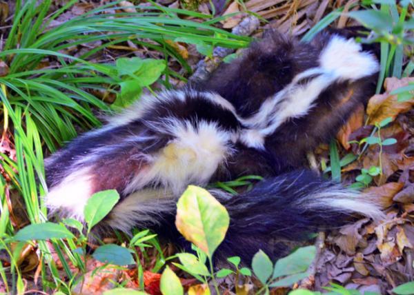 2016-08-27_Wild Survival_Scavenger Hunt_Skunk ��������0001.JPG